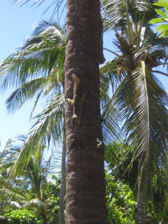 Eichhörnchen... The Westin Resort Nusa Dua, Bali