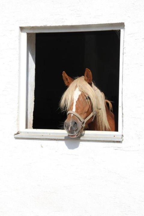 Tiere des Hauses Pension Mooserlehen