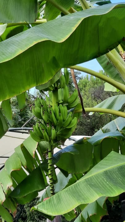 Gartenanlage Sunis Elita Beach Resort & Spa