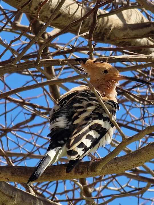 Außenansicht Shams Prestige Abu Soma-Adults Only