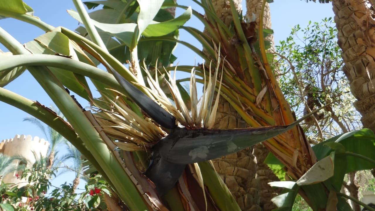 Gartenanlage Grand Waterworld Makadi & Family Star Makadi