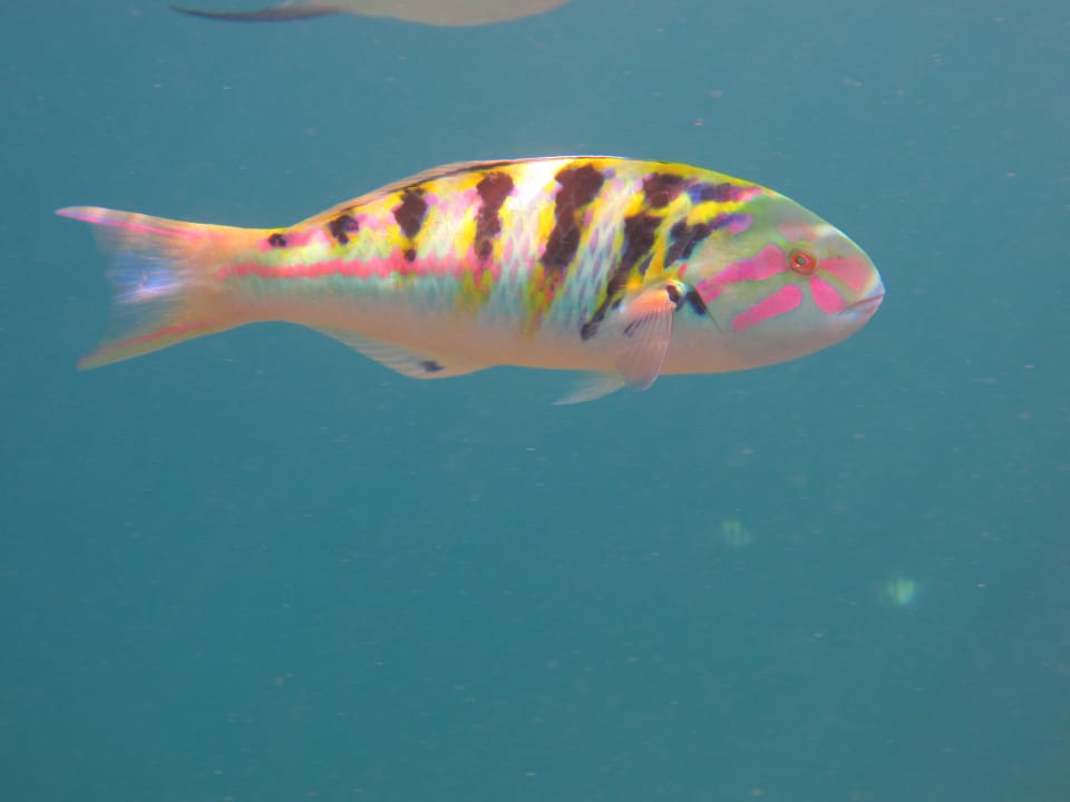 Fisch Adaaran Select Hudhuran Fushi - Premium All Inclusive