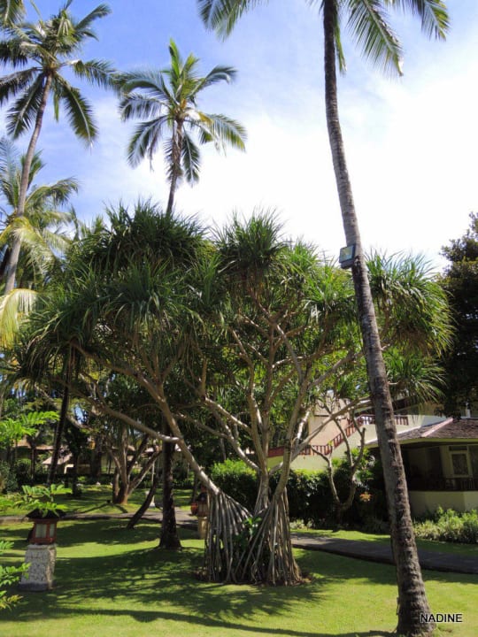 Yucca Prama Sanur Beach Bali