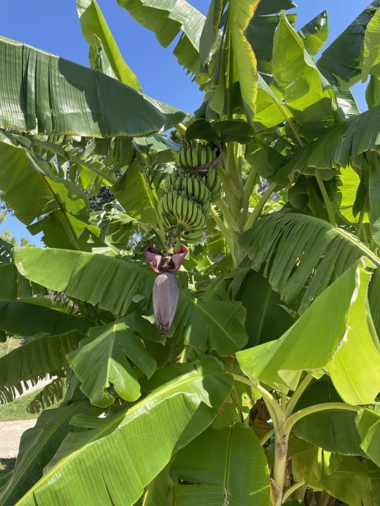 Sonstiges Hotel Calypso Beach