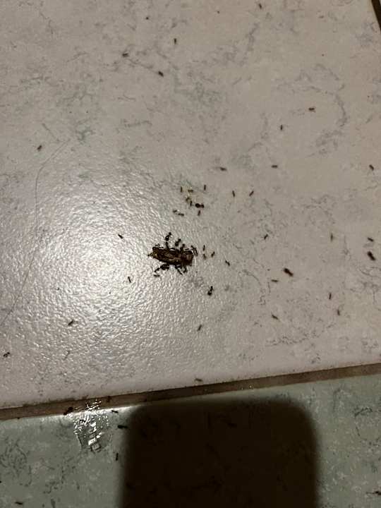 Gastro Sovereign Beach Hotel