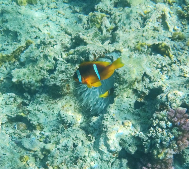 Strand Pickalbatros Sands Hotel - Port Ghalib