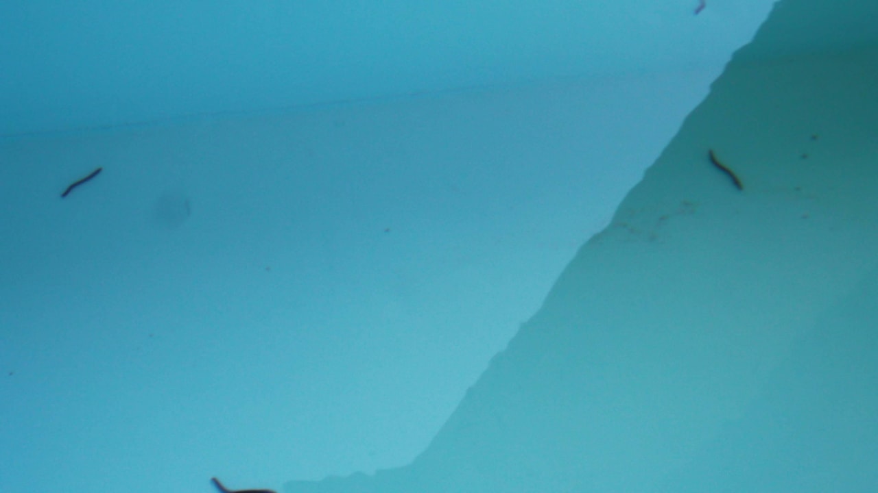 Ungeziefer überall Domes Aulus Elounda All-Inclusive Resort, Curio Collection by Hilton