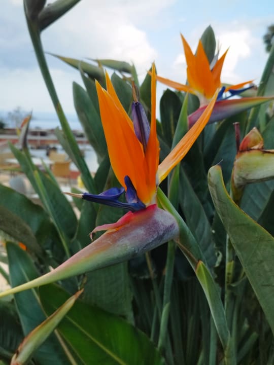 Gartenanlage Hotel Quinta Splendida Wellness & Botanical Garden