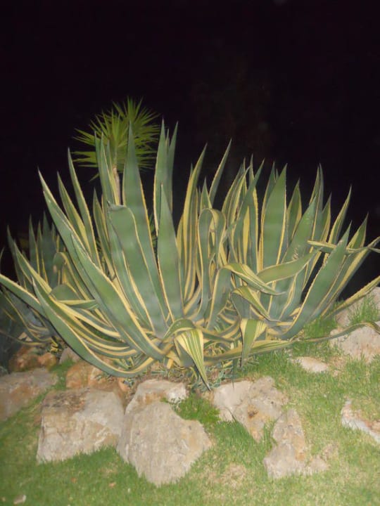 2-3 Meter hohe Algarven Golden Club Cabanas