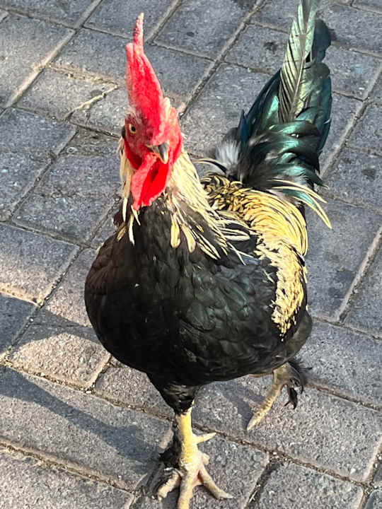 Sonstiges VONRESORT Golden Beach