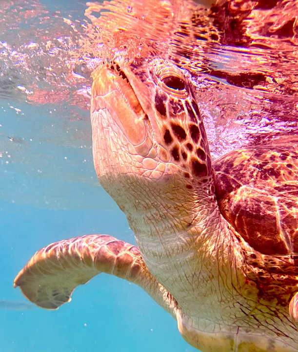 Strand JAZ Elite Amara