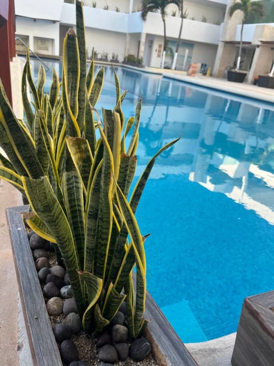 Pool Hotel Flamingo Cancun Resort