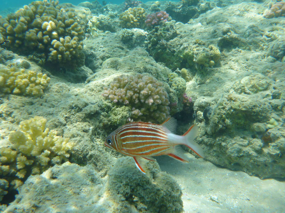 Schnorcheln am Hotel Beach Albatros Resort