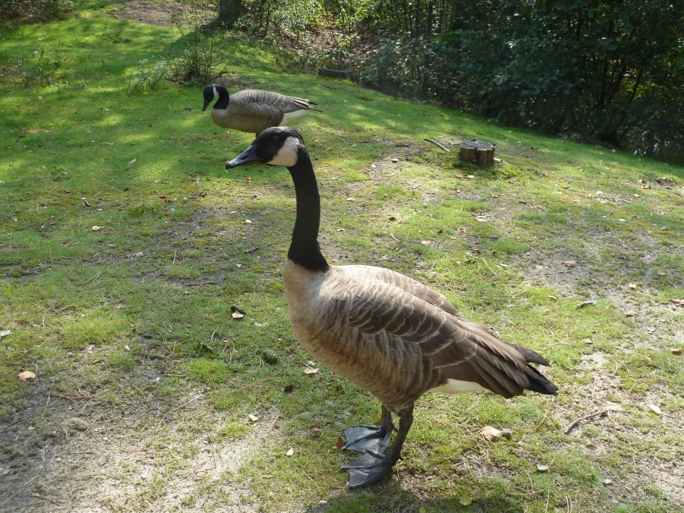 Tägliche Besucher Center Parcs De Kempervennen