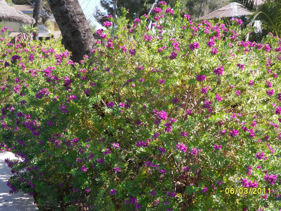 Garten Prinsotel La Dorada