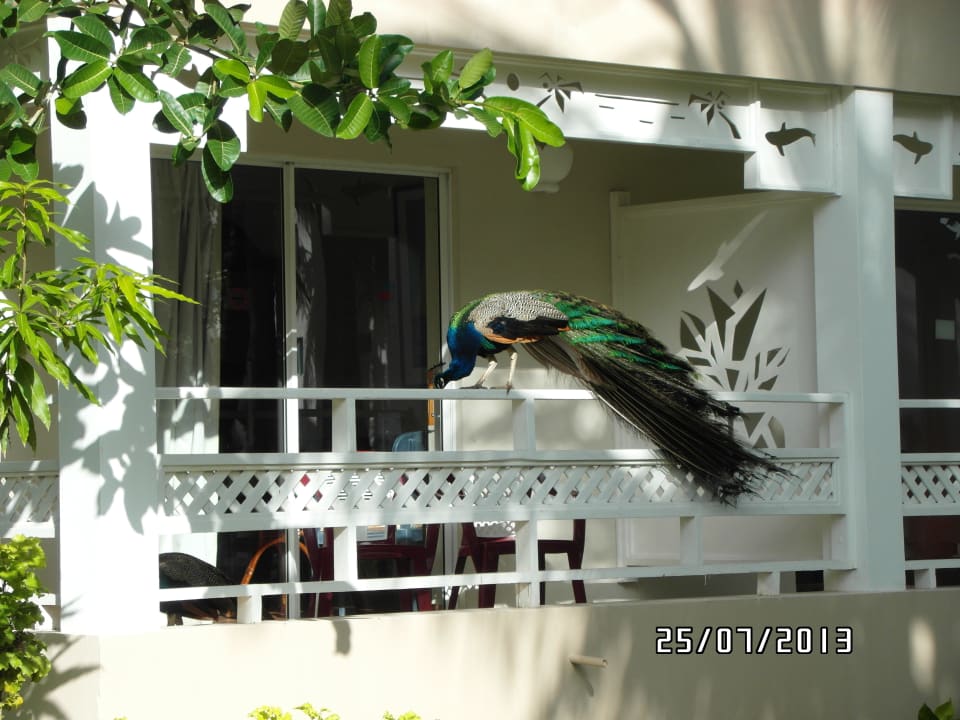 Kommt ein Pfau zu Besuch Vista Sol Punta Cana