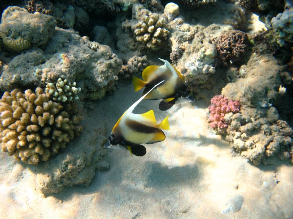 9 Stella Beach Resort & Spa Makadi Bay