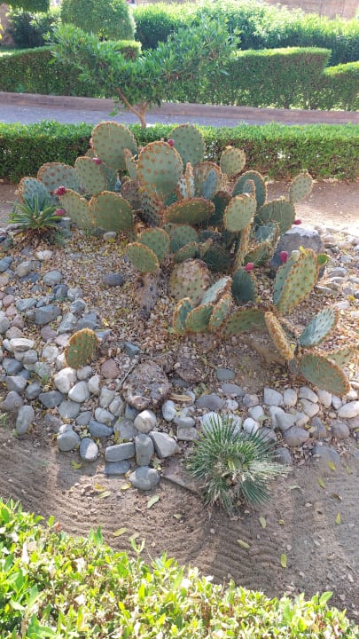 Gartenanlage Golden Beach Resort