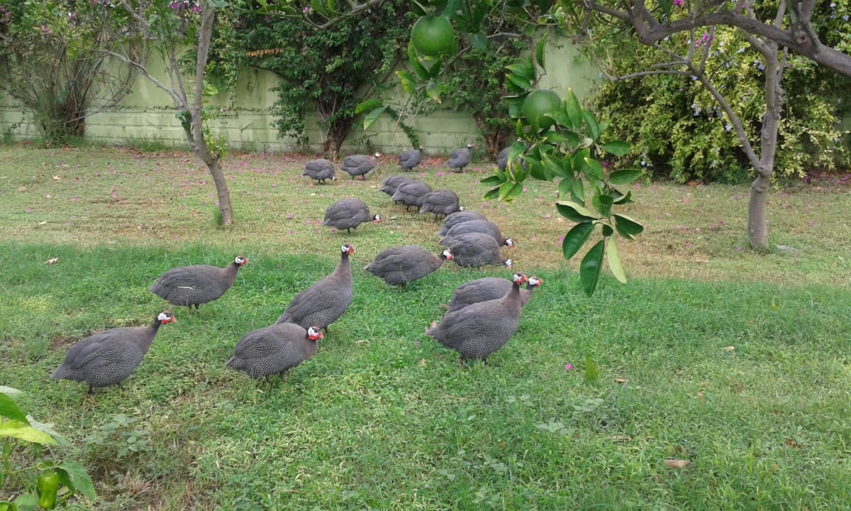 Super! VONRESORT Golden Coast