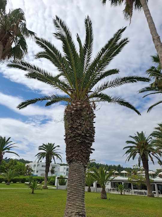 Ausblick Kassandra Palace Seaside Resort
