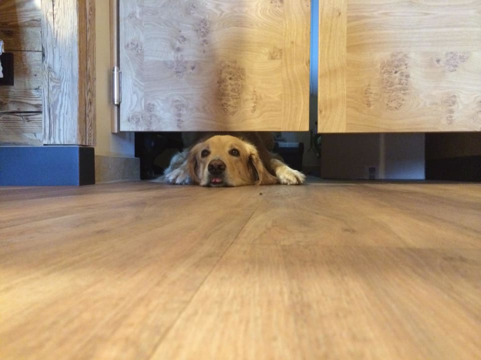 Der Haushund Simba Hotel Bergfried