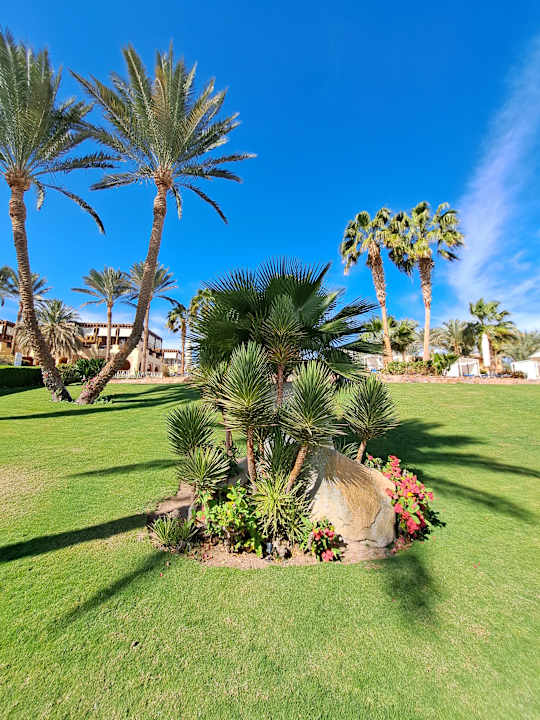 Gartenanlage Steigenberger Coraya Beach - Adults only