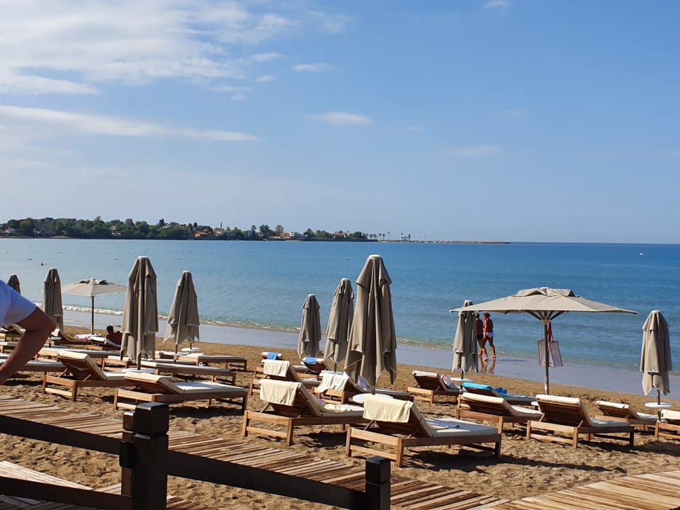 Strand Acanthus Cennet Barut Collection