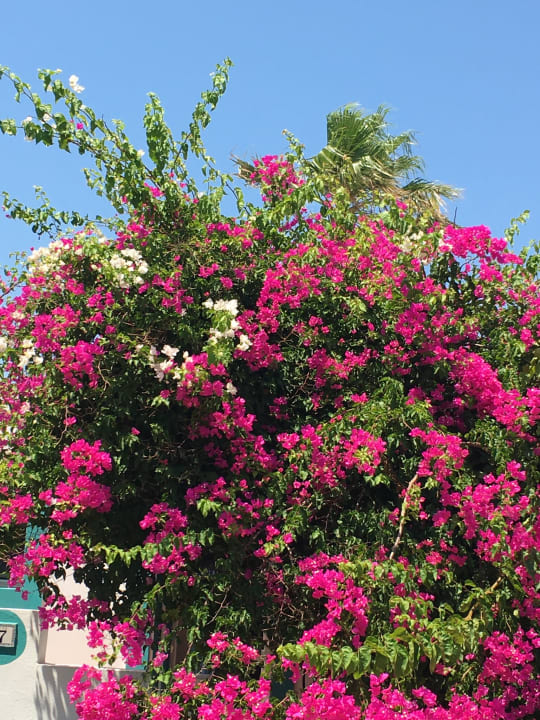 Gartenanlage Mastichari Bay Hotel