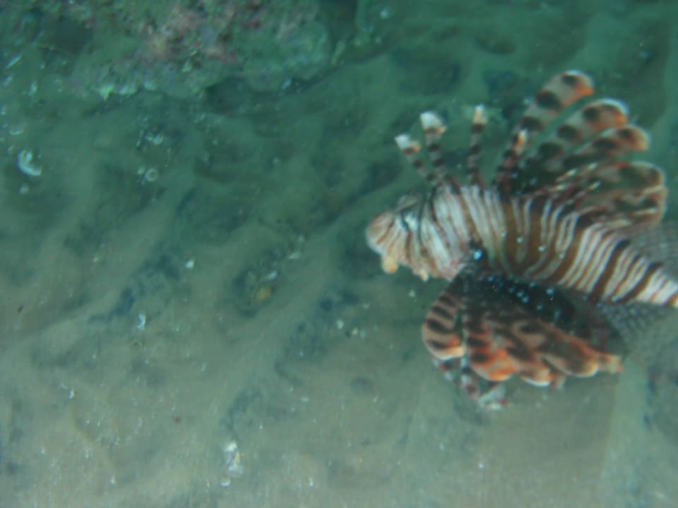 Unter dem Schwimm-Steg, Indischer Rotfeuerfisch Pickalbatros Palace Resort