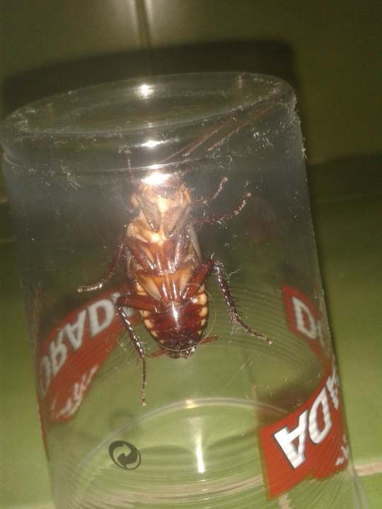 XXL-Kakerlake Caleta Garden