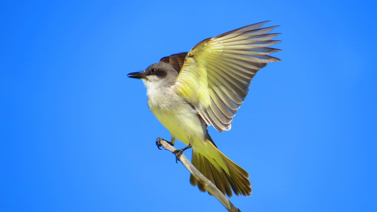 Vogel Sol Rio De Luna y Mares