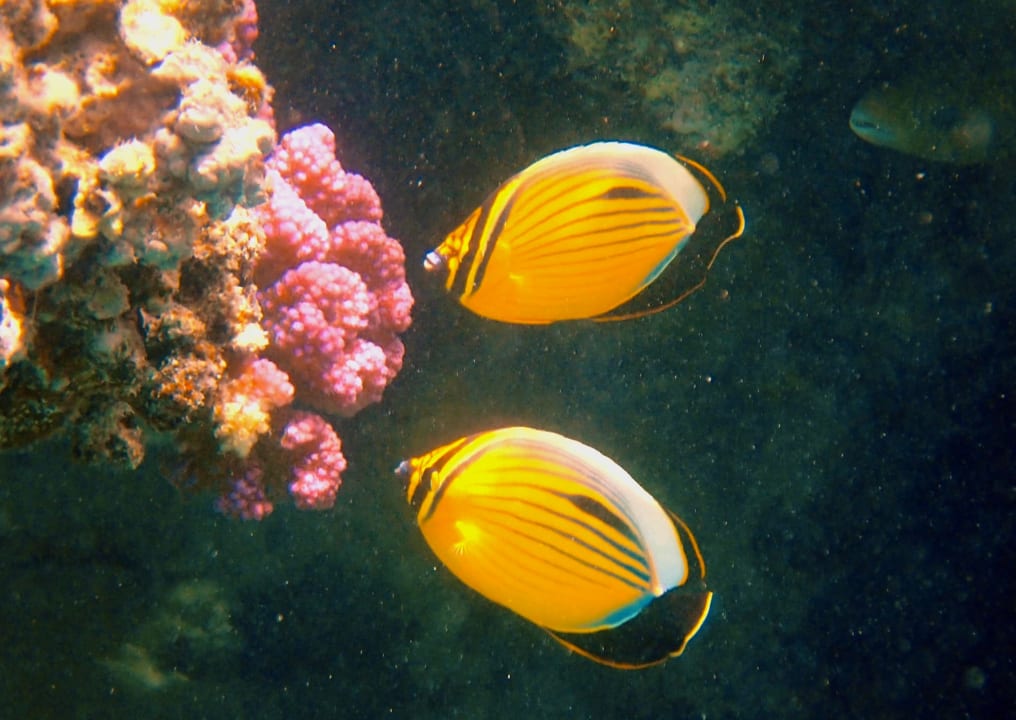 Sport & Freizeit Stella Garden Resort & Spa, Makadi Bay