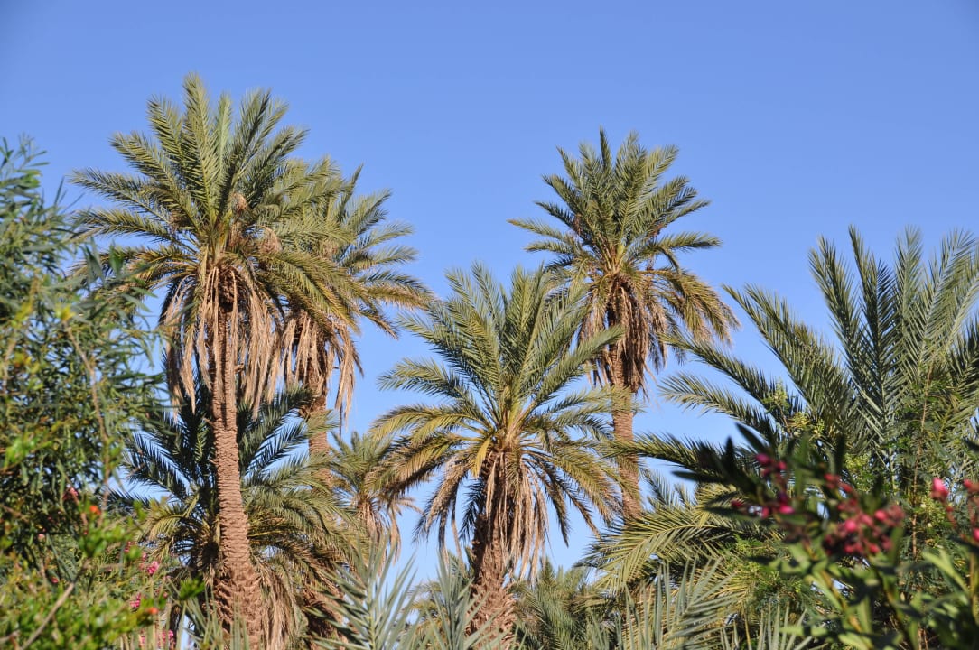 Garten zum Entspannen Hotel Dar Paru