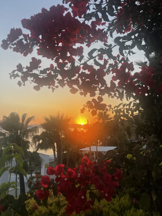 Gartenanlage TUI MAGIC LIFE Bodrum - Adult Only (16+)