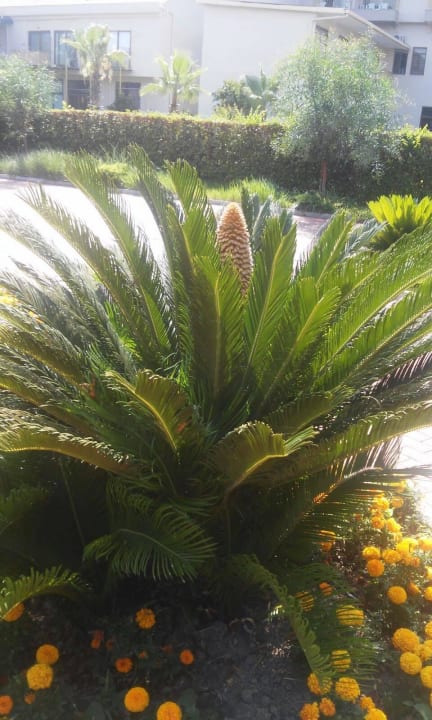 Gepflegt Sunis Elita Beach Resort & Spa