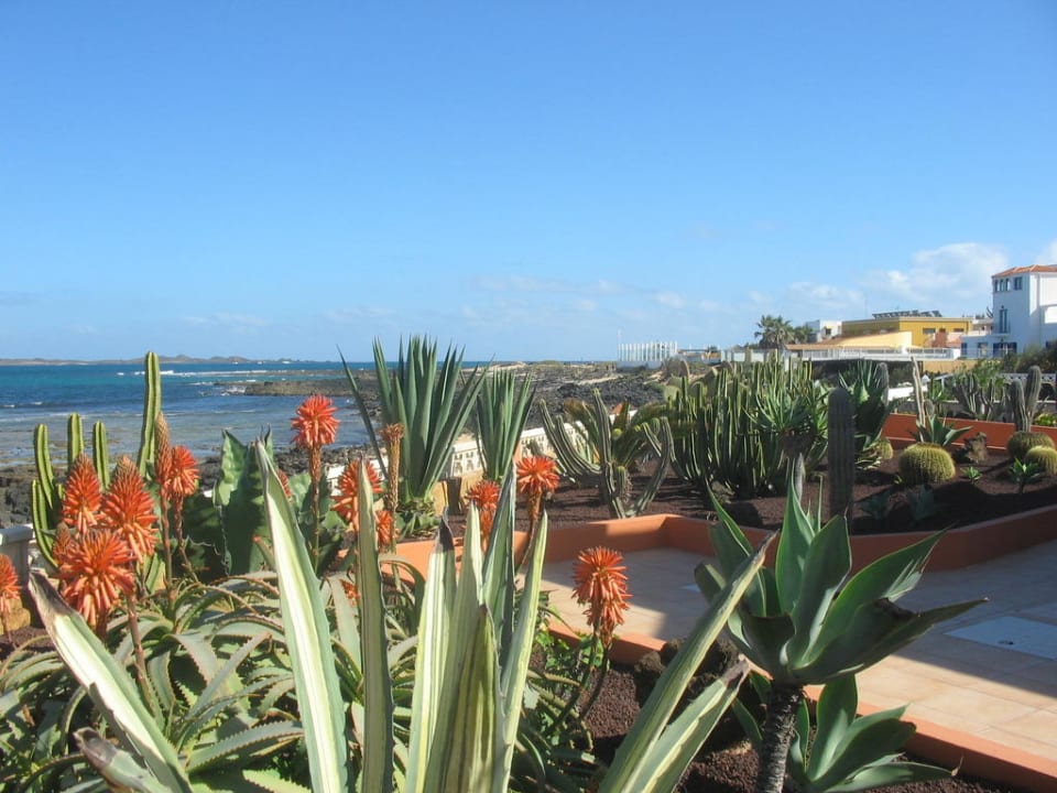Strandbereich Alua Suites Fuerteventura