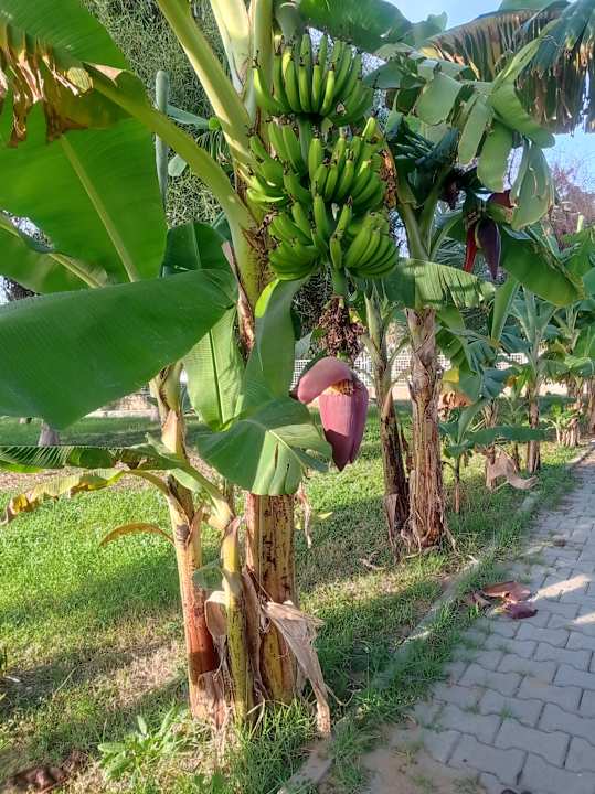 Strand Süral Saray Hotel