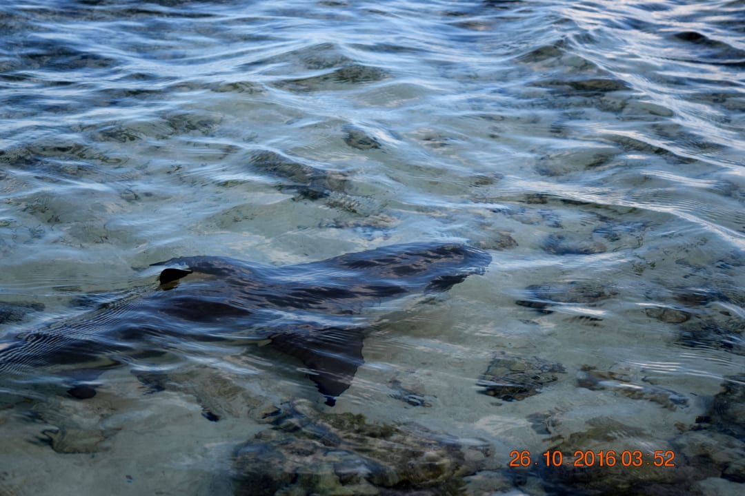 Babyhai Kuredu Island Resort & Spa