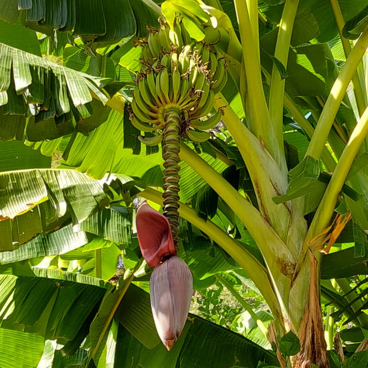 Gartenanlage TUI BLUE Seno - Adults Only