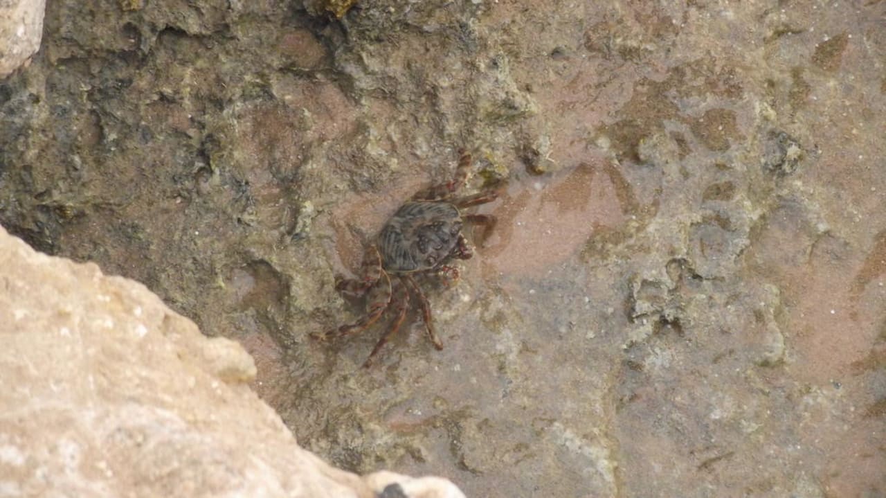 Eine grössere Krabe auf dem Riffdach Siva Golden Bay Makadi