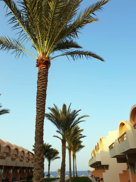 Gartenanlage Three Corners Sea Beach Resort