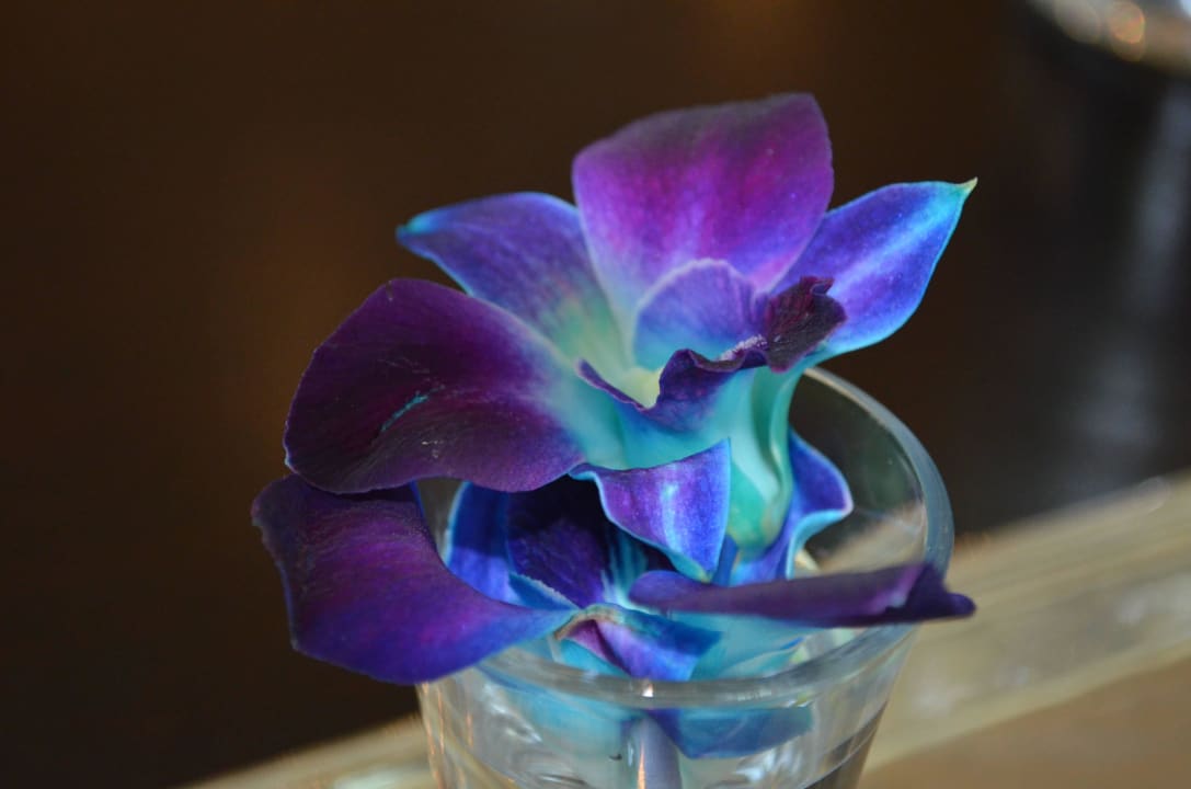 Jeden Tag eine neue Überraschung Rixos The Palm Hotel & Suites