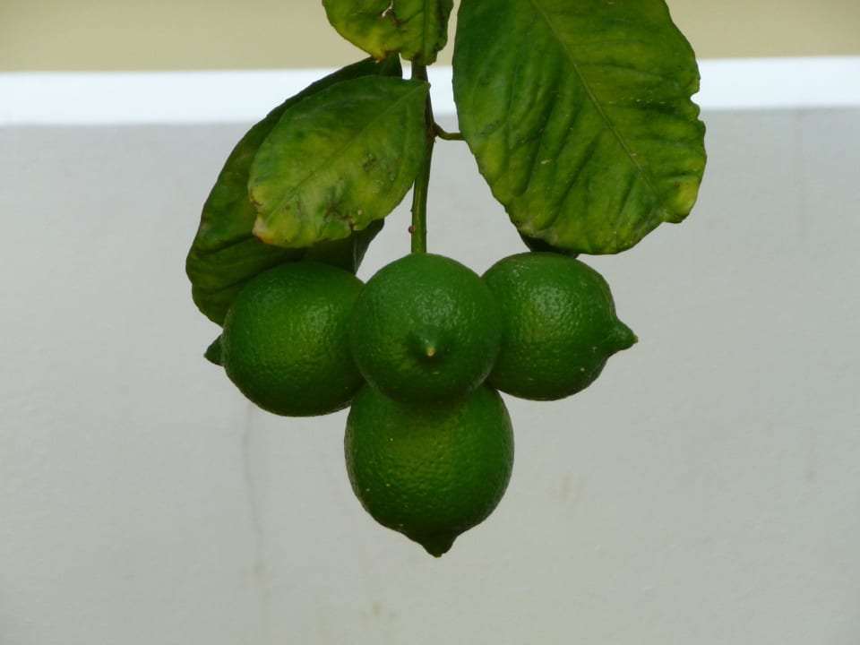 Limonen in der Hotelanlage Hotel Kalithea Horizon Royal