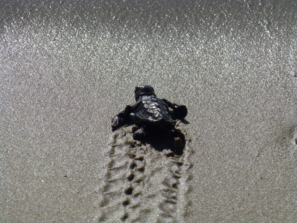 Frischgeschlüpfte Wasserschildkröde Domes Aulūs Zante, Autograph Collection