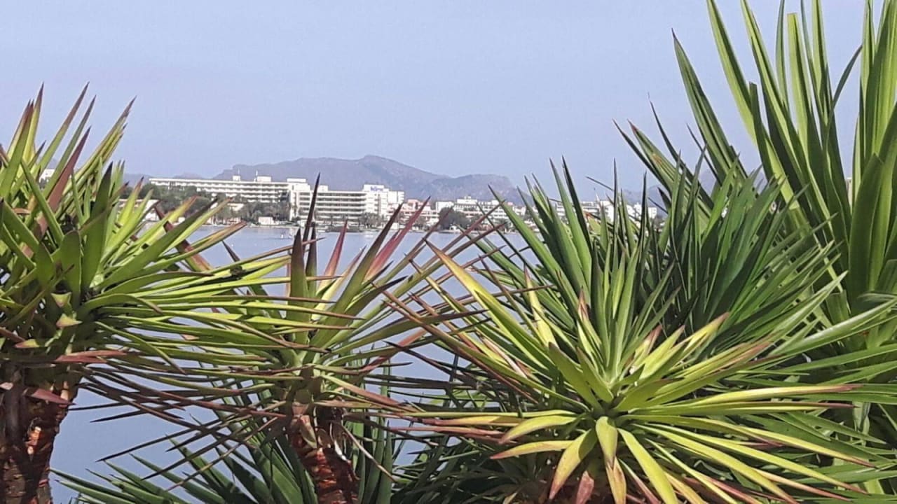 Ausblick von Poolanlage  VIVA Eden Lago