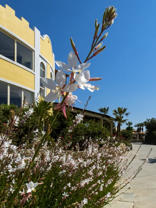 Gartenanlage Hotel Kouros Palace