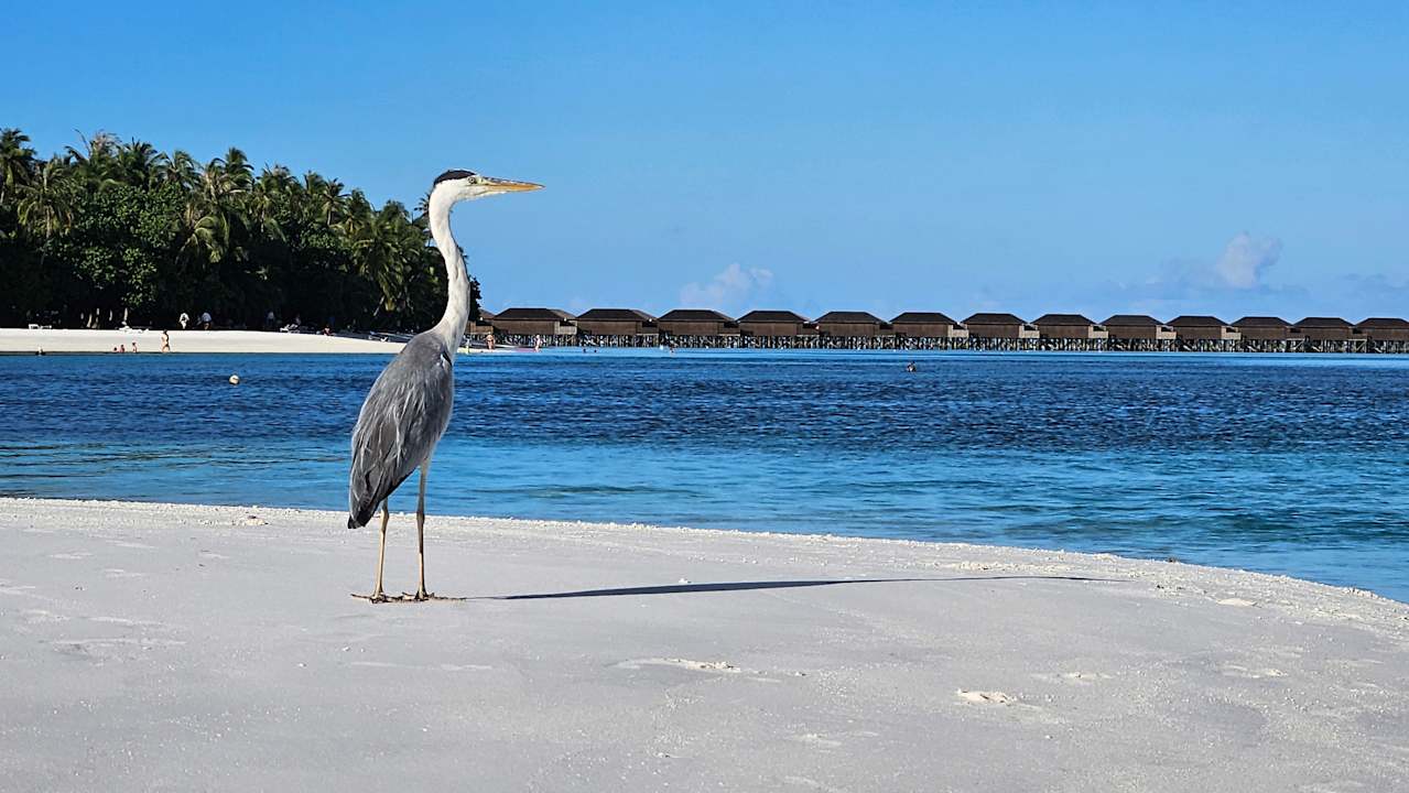 Ausblick Meeru Maldives Resort Island