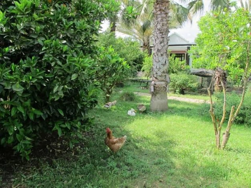 Unsere tiere im Garten Hotel Anatolia Resort