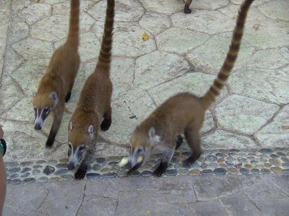 Coati - Nasenbären Sandos Caracol Eco Resort
