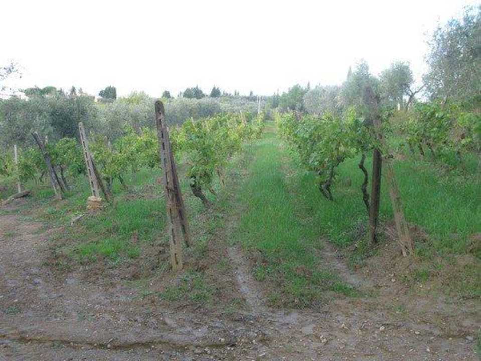 Our vineyards Agriturismo Martignana Alta